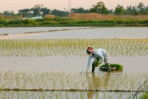 농사 직불금 지급 시기